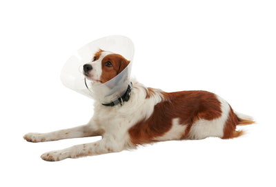 KRUUSE | Collar isabelino BUSTER clic - secondary packshot or packaging