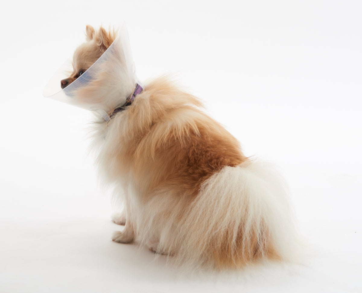 KRUUSE | Collar isabelino BUSTER braquicéfalos - secondary packshot or packaging