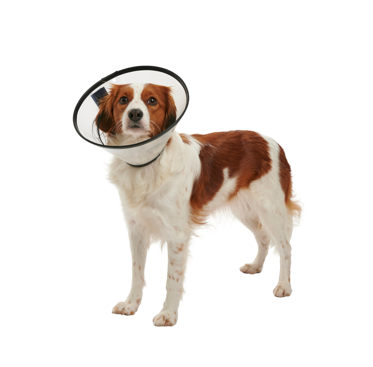 KRUUSE | Collar isabelino BUSTER quick - secondary packshot or packaging
