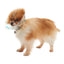 KRUUSE | Collar isabelino BUSTER huesitos - secondary packshot or packaging