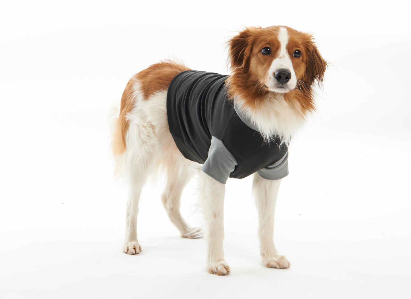 KRUUSE | BUSTER bodysuit EasyGo para perro - secondary packshot or packaging