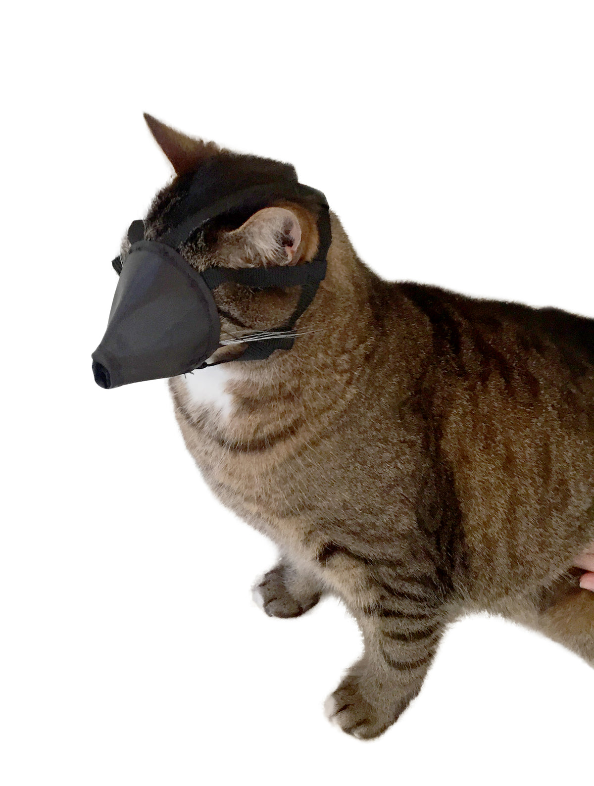 KRUUSE | Bozal de nylon para gato - secondary detail or packaging