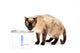 Viva™ Pet Fountain