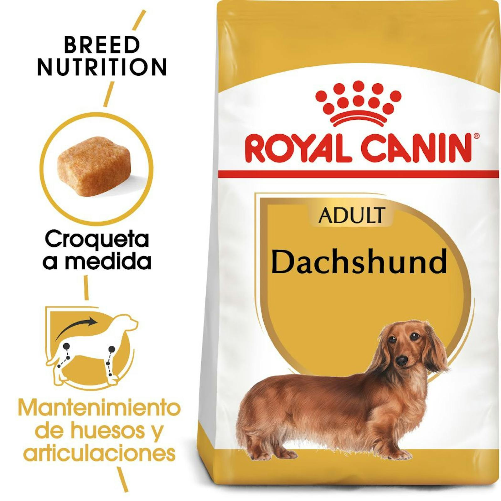 Dachshund adult