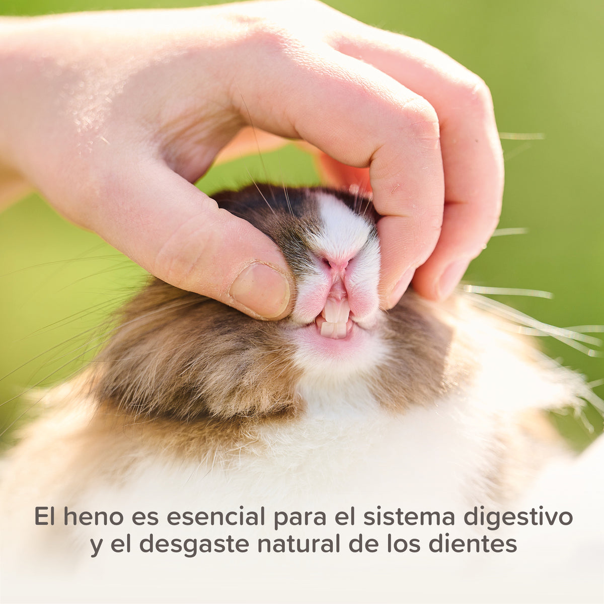 Beaphar Care+ Timothy Hay — imagen 6