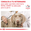 ROYAL CANIN | Alimento húmedo para perros Gastrointestinal (Pack de 12 latas de 400g)