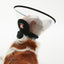 KRUUSE | Collar isabelino BUSTER complete - secondary packshot or packaging