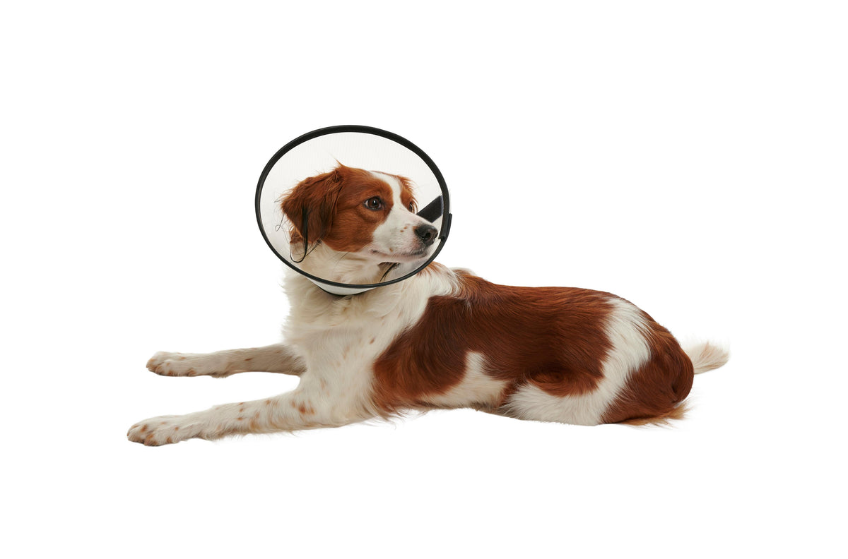 KRUUSE | Collar isabelino BUSTER quick - secondary detail or packaging
