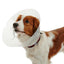 KRUUSE | Collar isabelino BUSTER clásico y transparente - secondary detail or packaging