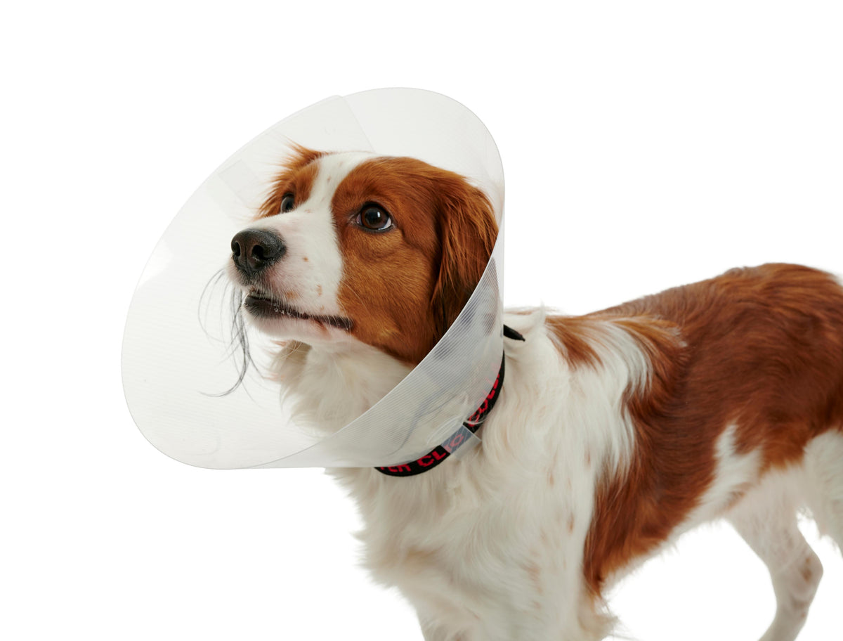 KRUUSE | Collar isabelino BUSTER clásico y transparente - secondary detail or packaging