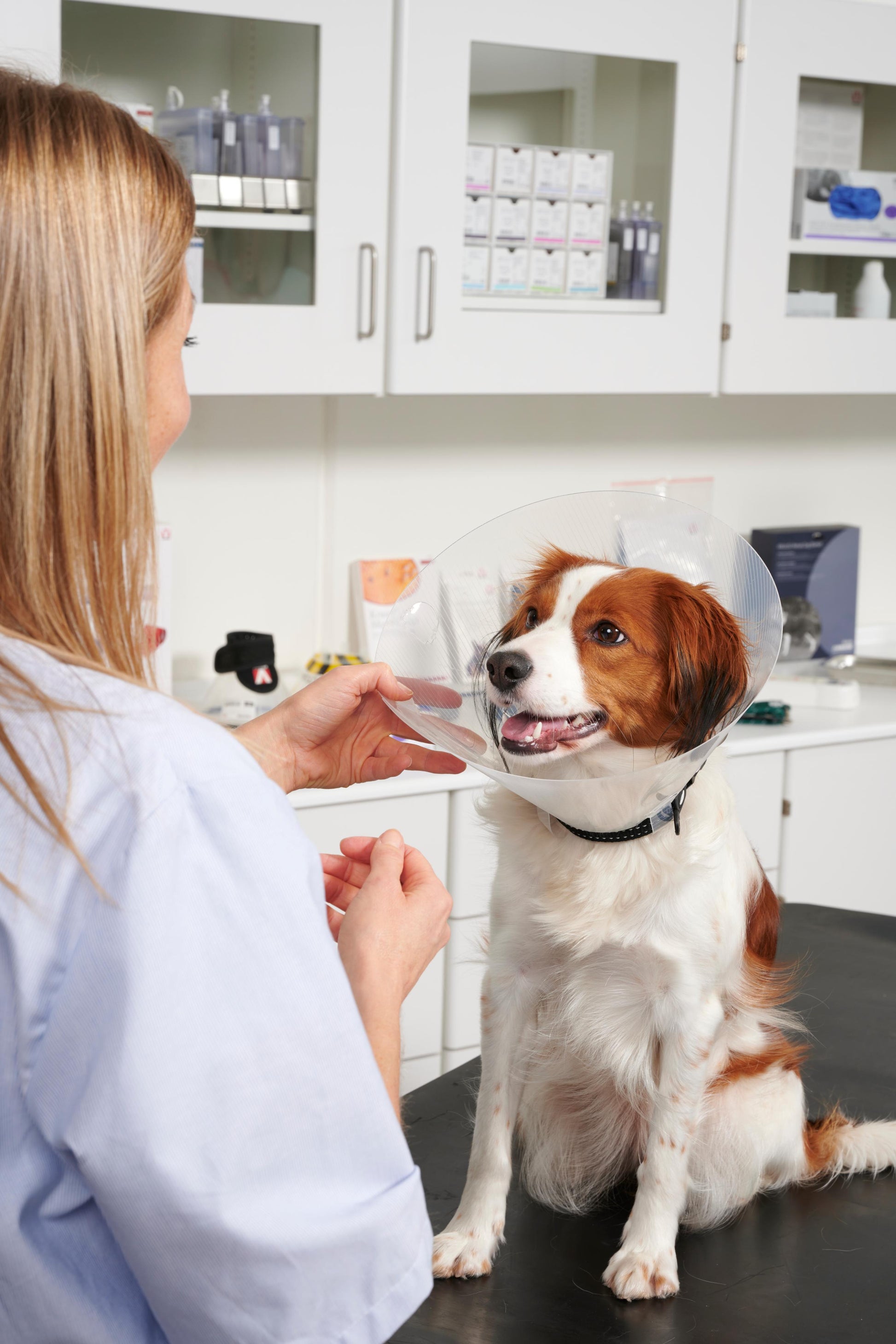 KRUUSE | Collar isabelino BUSTER clic - secondary detail or packaging