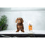 Hartz Groomer's Best Professionals Hydrate & Shine Shampoo (532 ml)