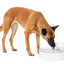 Outlast™ Pet Fountain