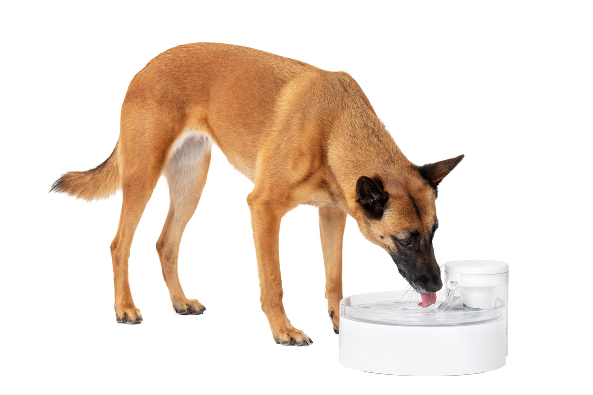 Outlast™ Pet Fountain