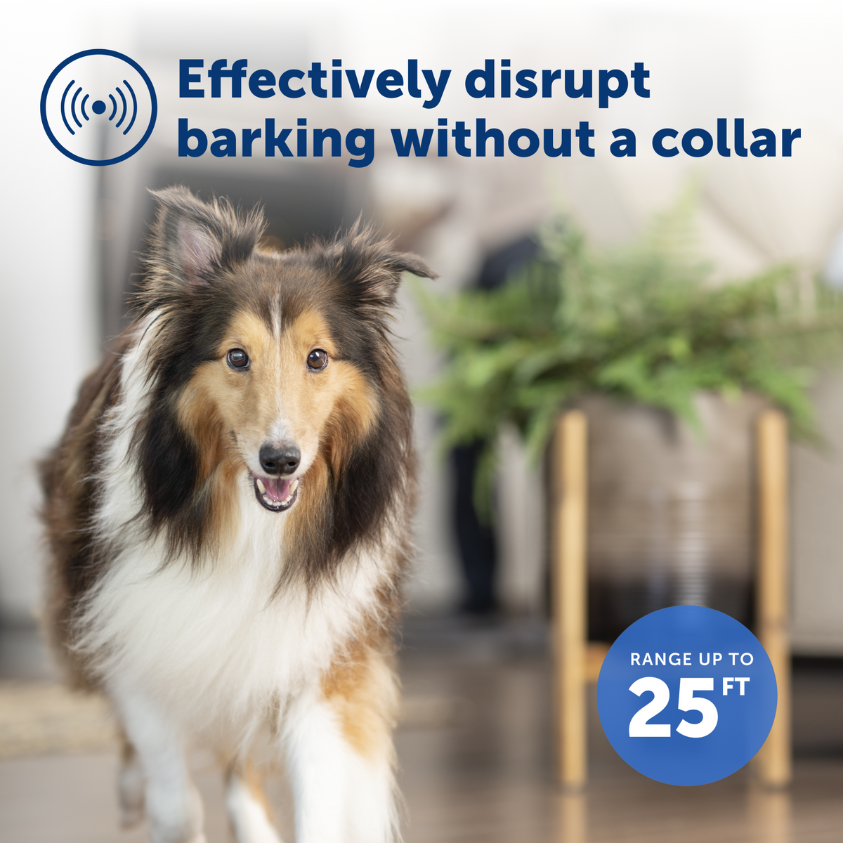 Indoor Bark Control