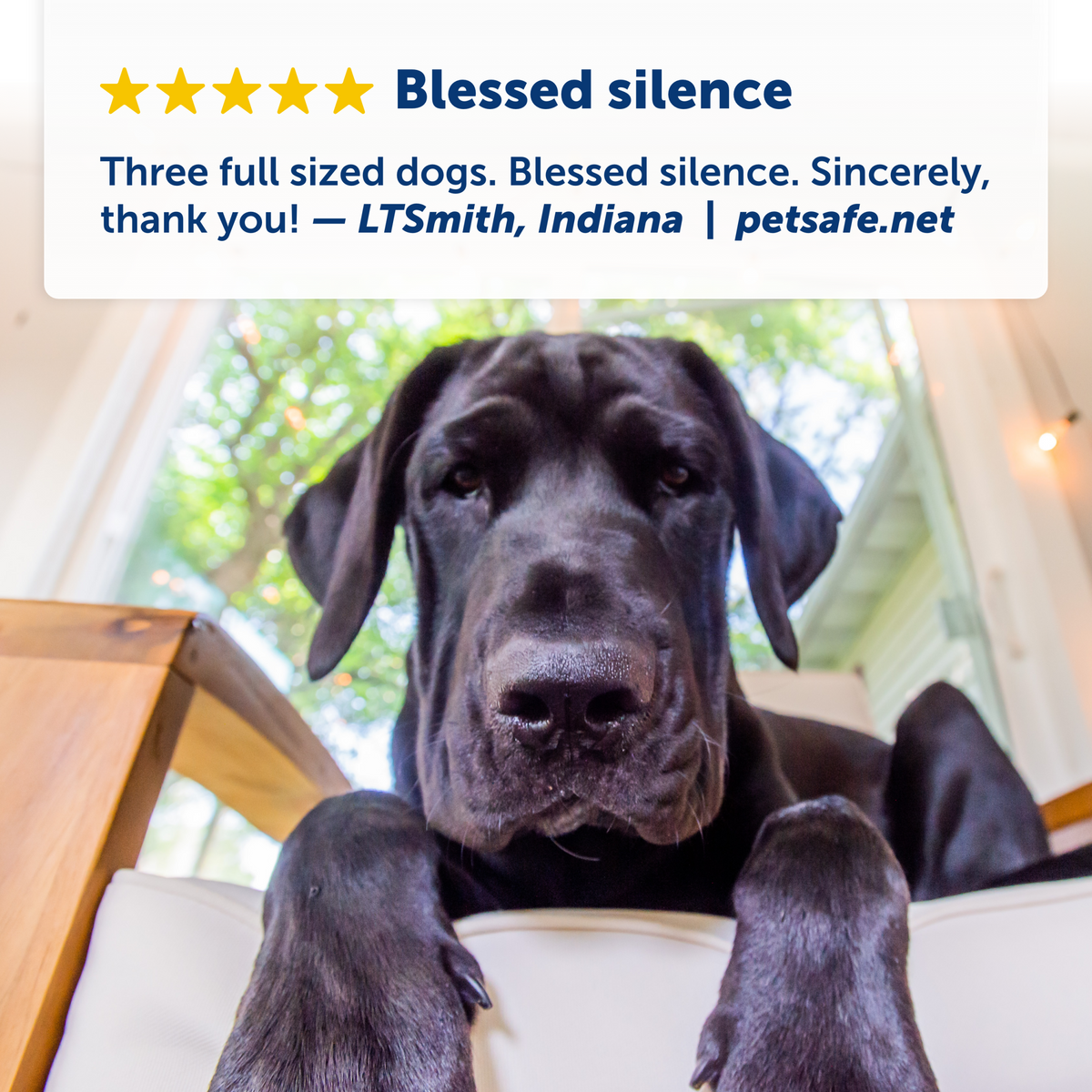 Indoor Bark Control
