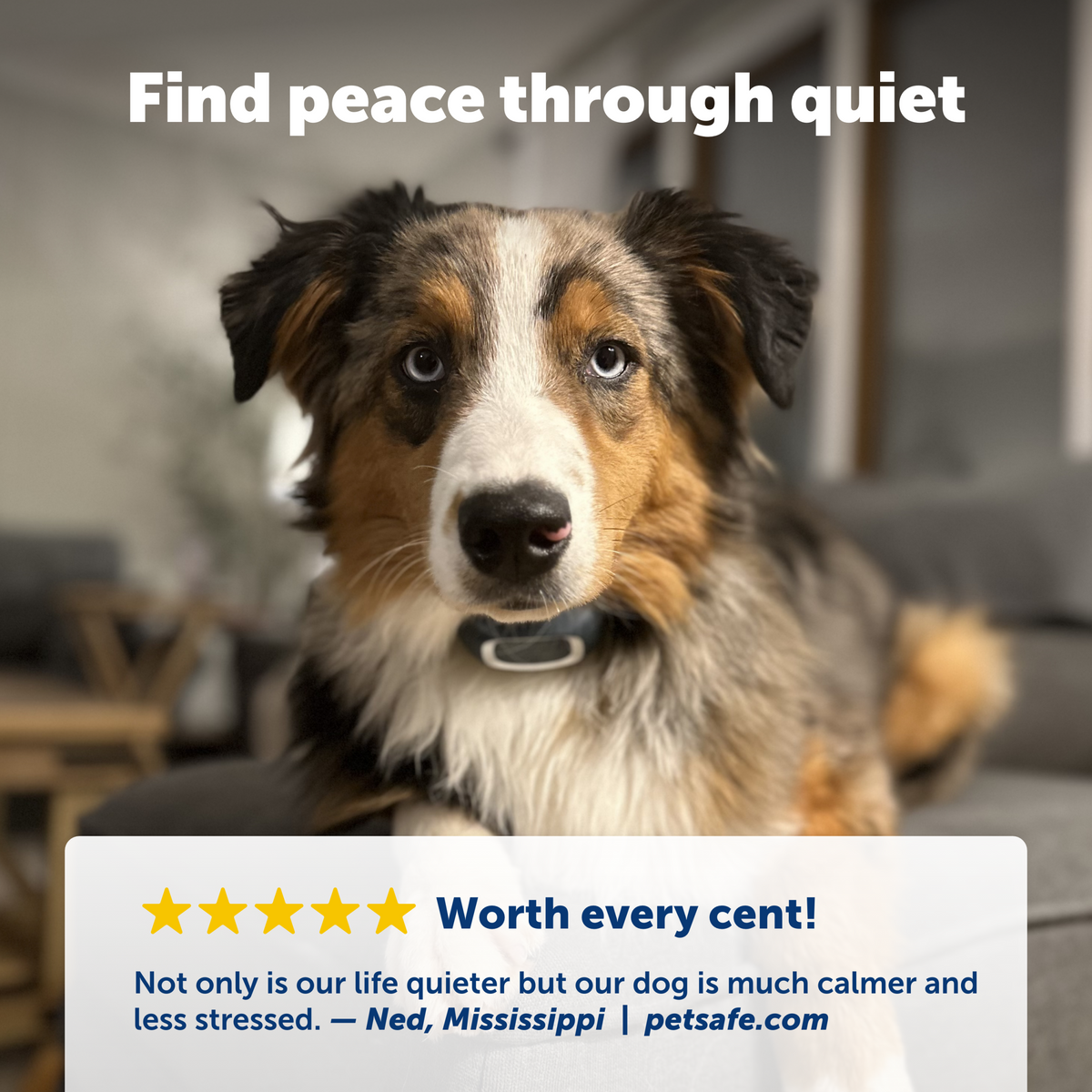 Classic Bark Collar