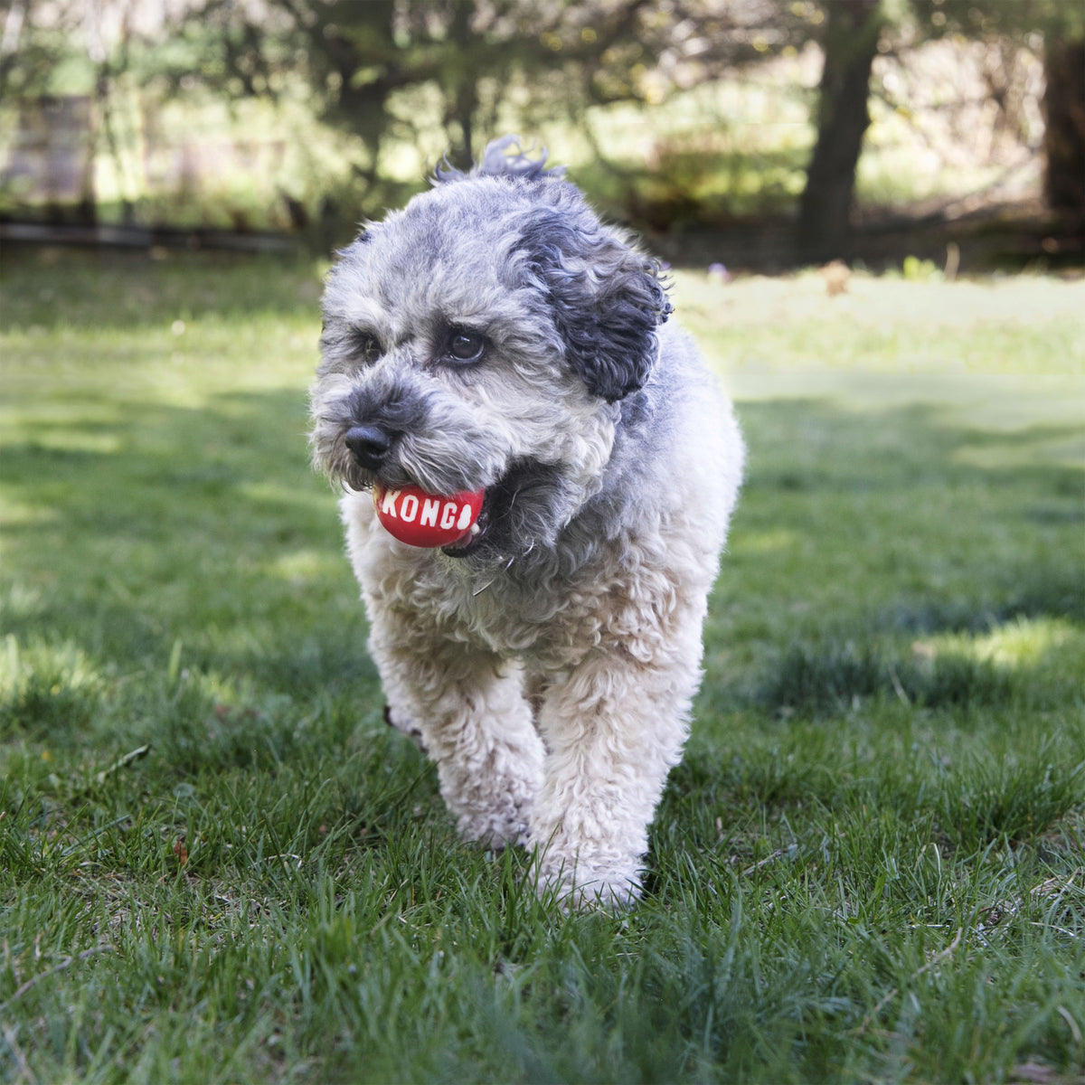 KONG Signature Ball — pelota en uso