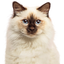 Canbo | CAT PATE ESTERILIZADOS AD