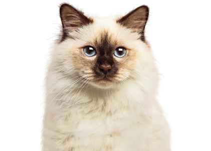 Canbo | CAT PATE ESTERILIZADOS AD