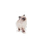 SOL - KITTEN - WET - EMBLEMATIC - B1