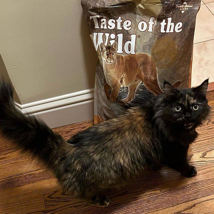 Taste of the Wild | Canyon River gatos con trucha y salmón ahumado
