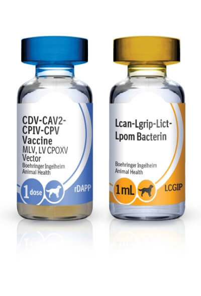 Recombitek C8 rDAPP-LCGIP