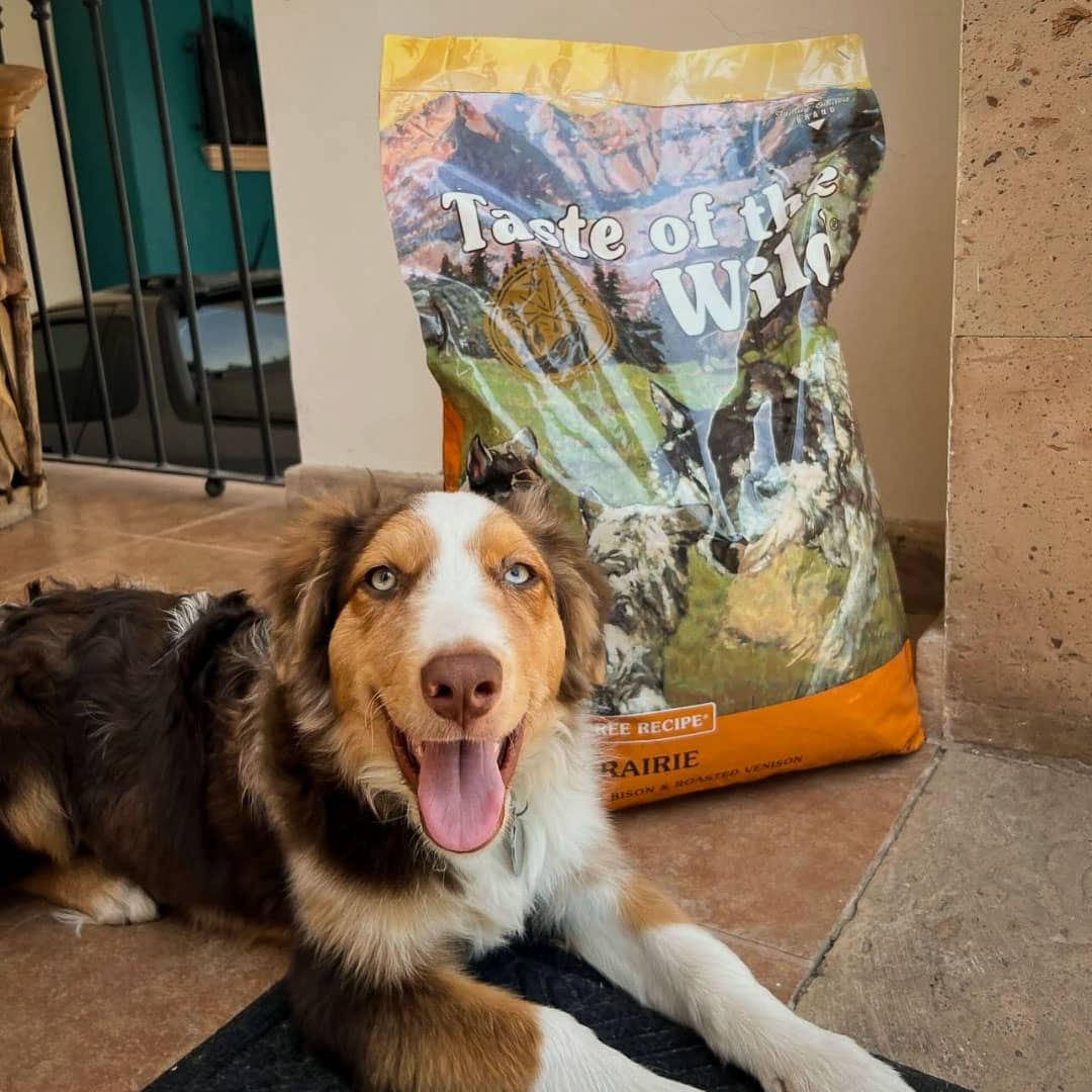 Taste of the Wild | High Prairie cachorros con bisonte y venado asados