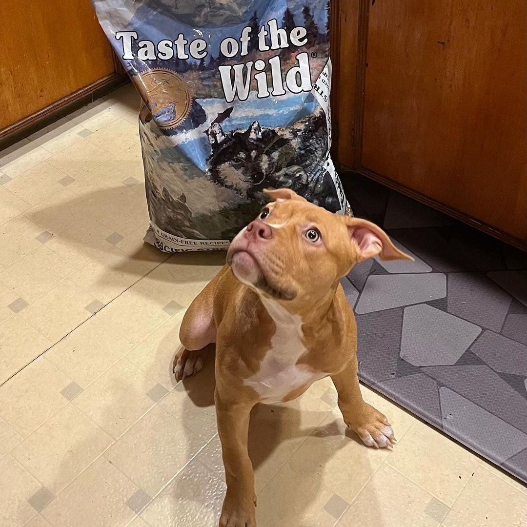 Taste of the Wild | Pacific Stream cachorros con salmón ahumado