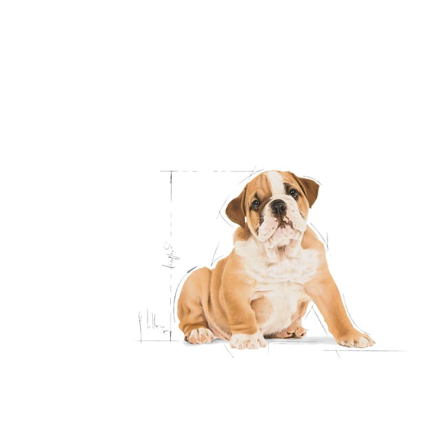 ROYAL CANIN | Alimento seco para perros cachorro Bulldog inglés