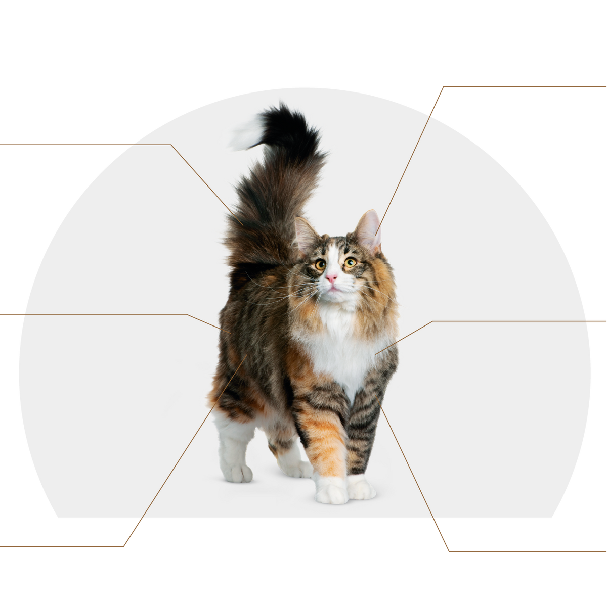Canbo | CAT SENIOR T.RZ AD MAYOR