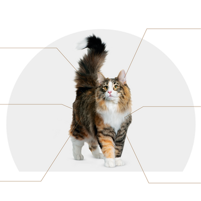 Canbo | CAT SENIOR T.RZ AD MAYOR