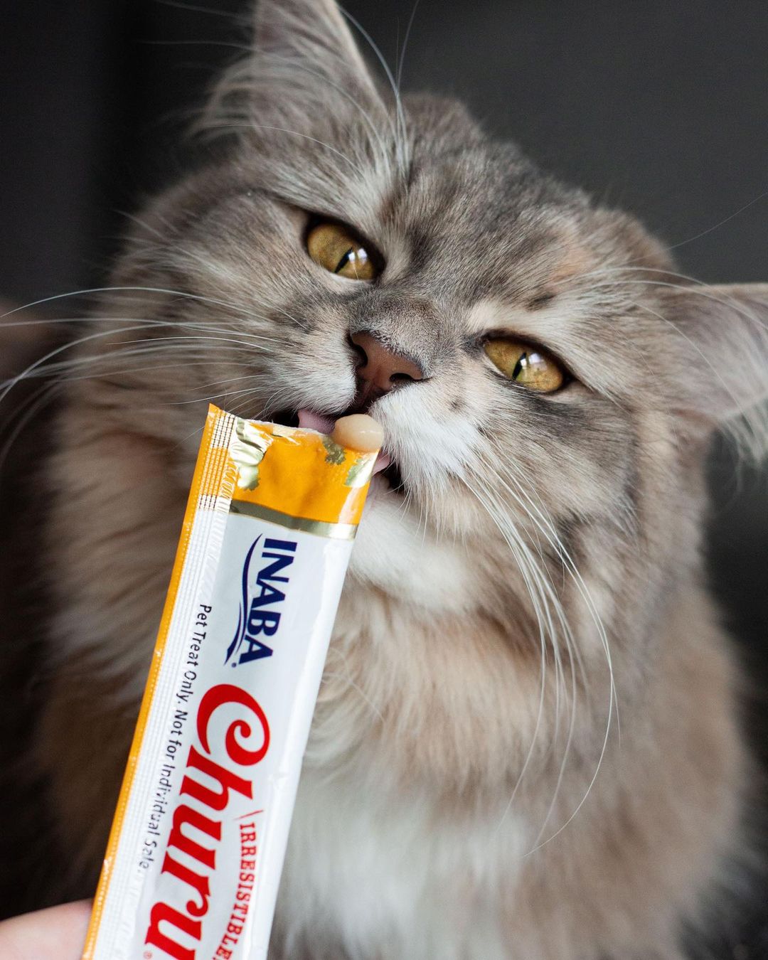 Inaba Churu — foto oficial de la gama para gatos