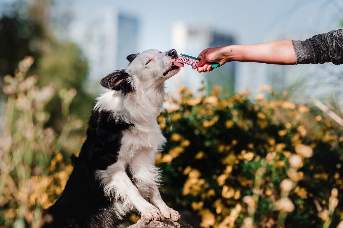 Inaba Churu — foto oficial de la gama para perros