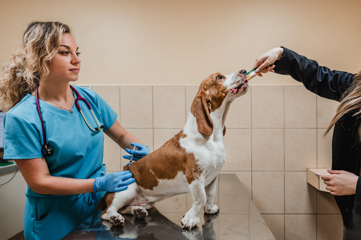Inaba Churu — foto oficial de la gama para perros