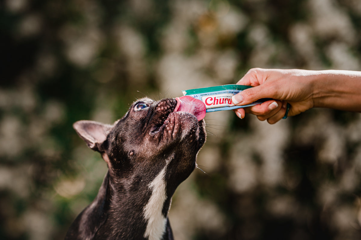Inaba Churu | Premio cremoso para perros sabor pollo con salmón — foto oficial INABA Churu