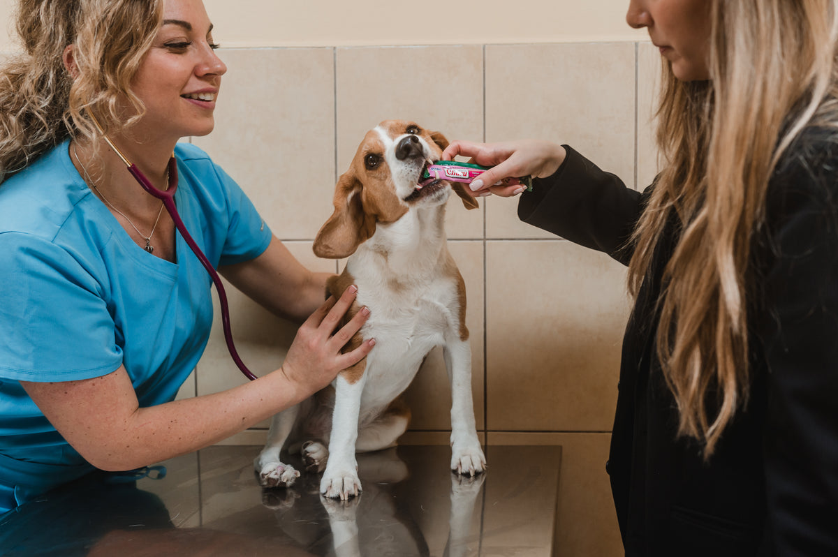Inaba Churu | Premio cremoso para perros sabor pollo con salmón — foto oficial INABA Churu
