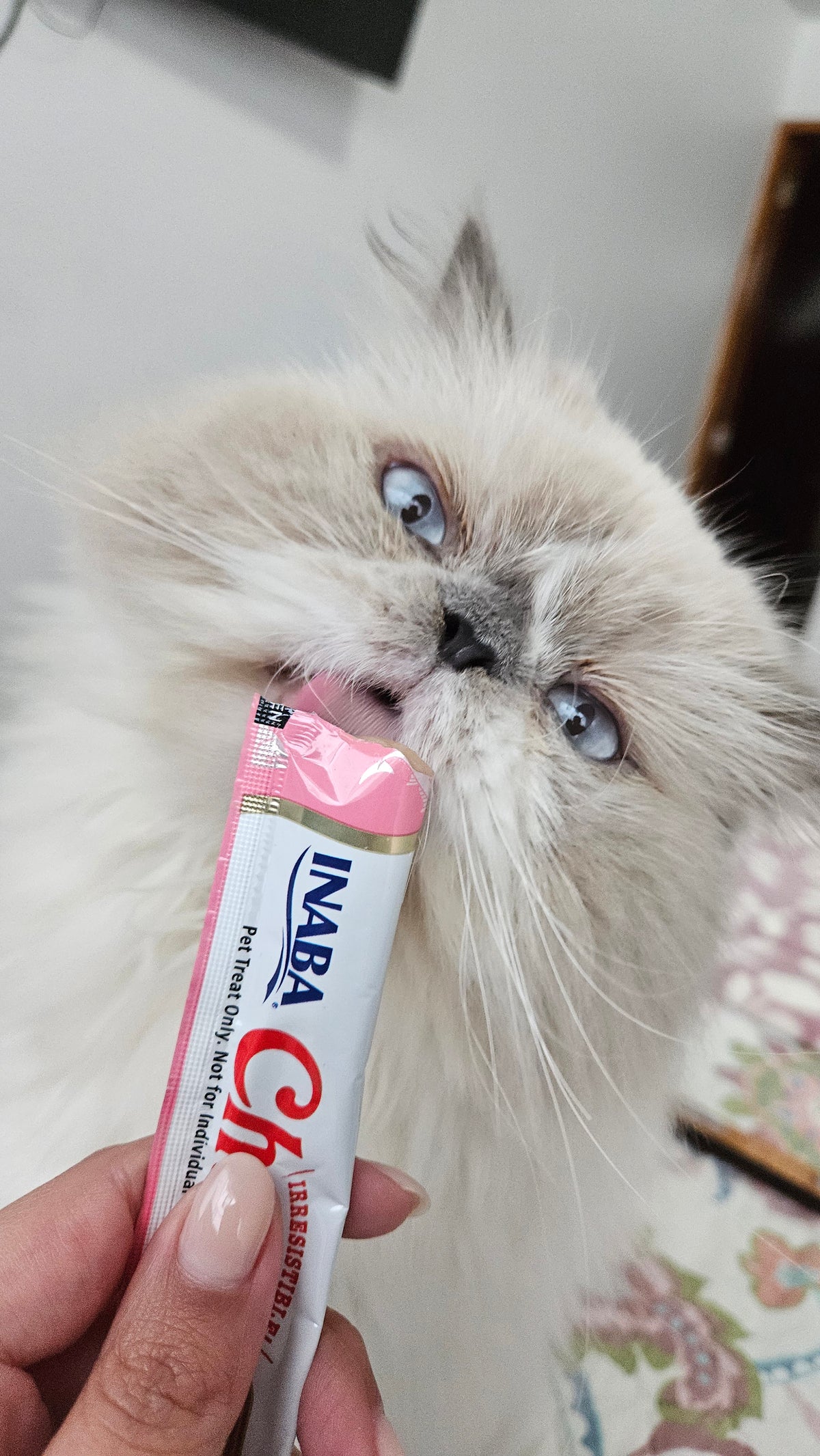 Inaba Churu — foto oficial de la gama para gatos