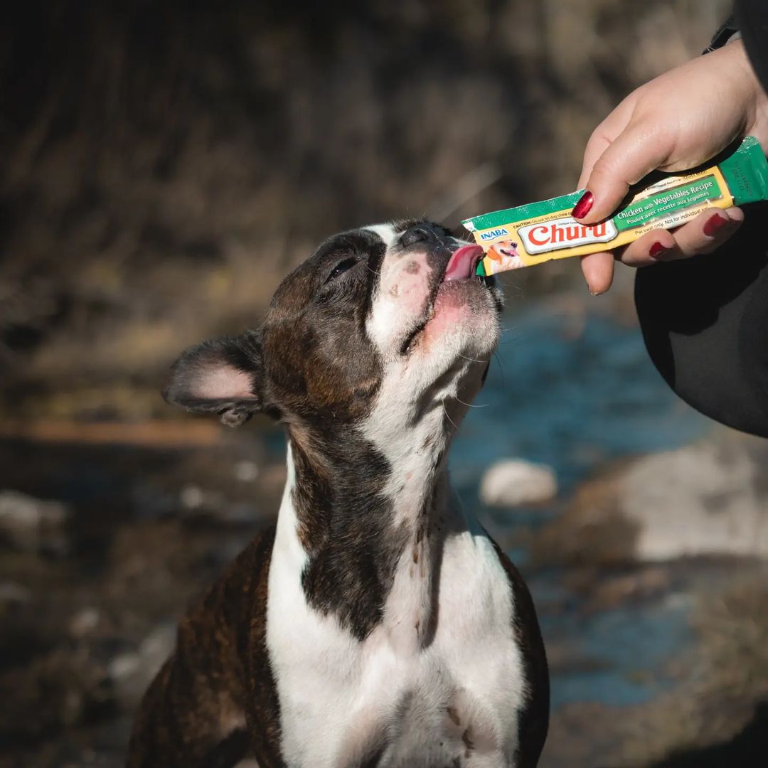 Inaba Churu | Premio cremoso para perros sabor pollo con vegetales — foto oficial INABA Churu