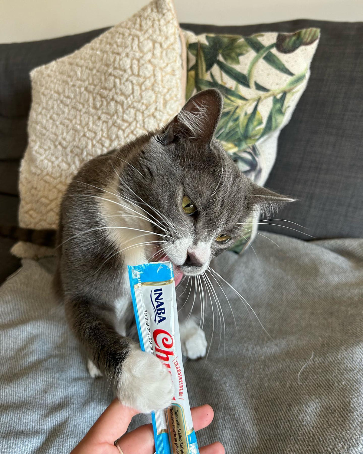 Inaba Churu | Premio cremoso para gatos sabor atún con ostión — foto oficial INABA Churu