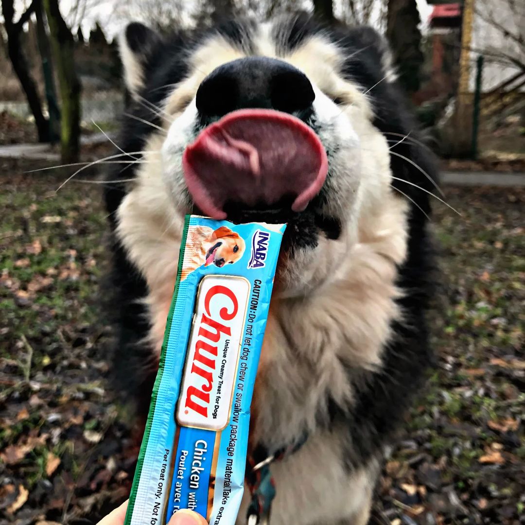 Inaba Churu — foto oficial de la gama para perros