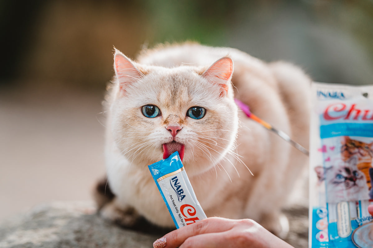 Inaba Churu | Premio cremoso para gatos sabor atún con ostión — foto oficial INABA Churu