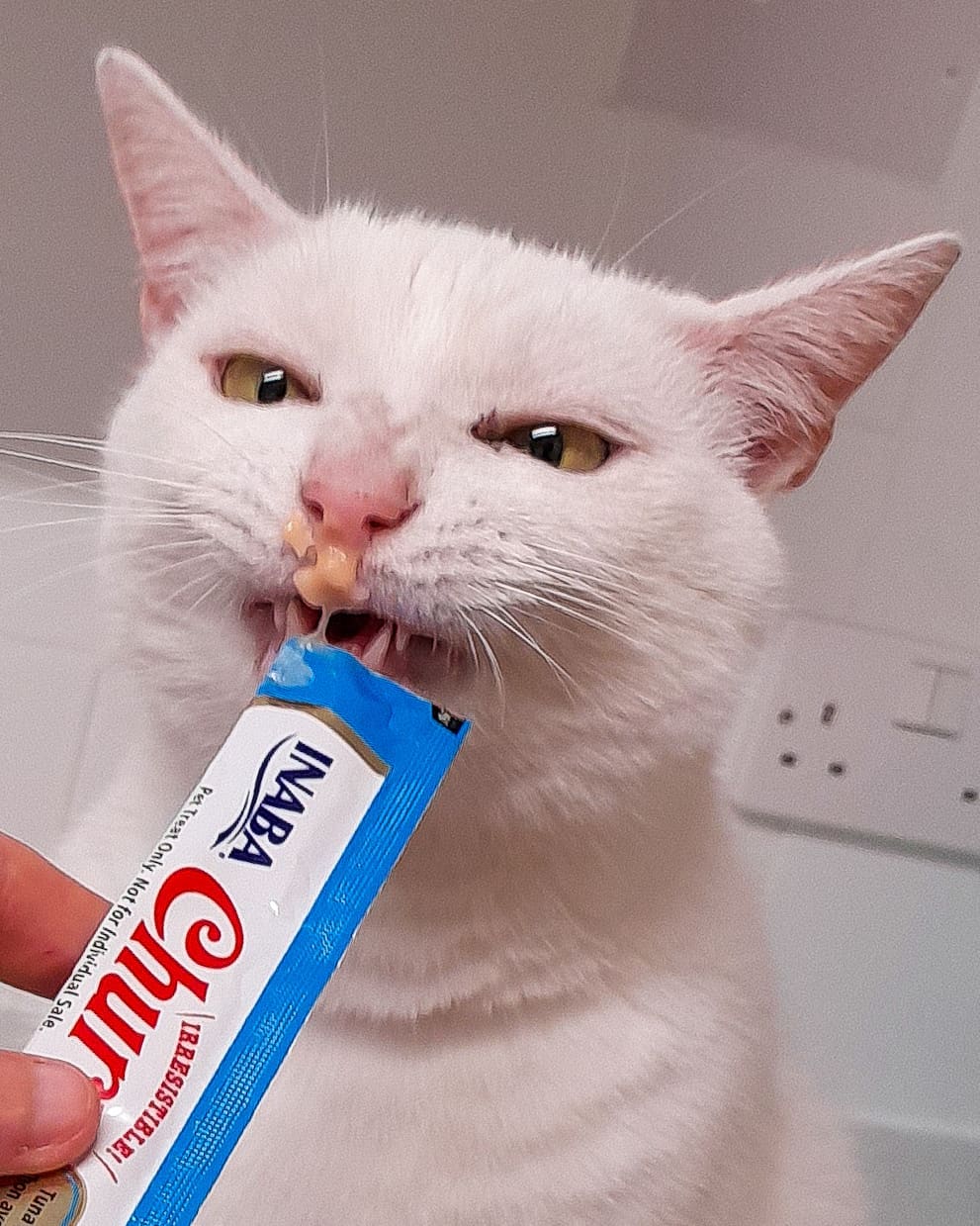 Inaba Churu — foto oficial de la gama para gatos