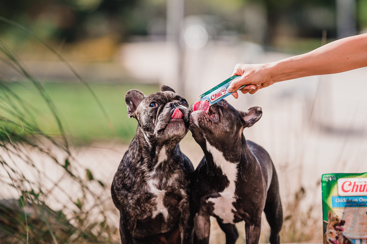 Inaba Churu | Premio cremoso para perros sabor pollo con queso — foto oficial INABA Churu