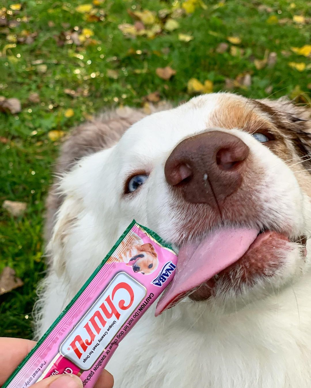Inaba Churu | Premio cremoso para perros sabor pollo con salmón — foto oficial INABA Churu