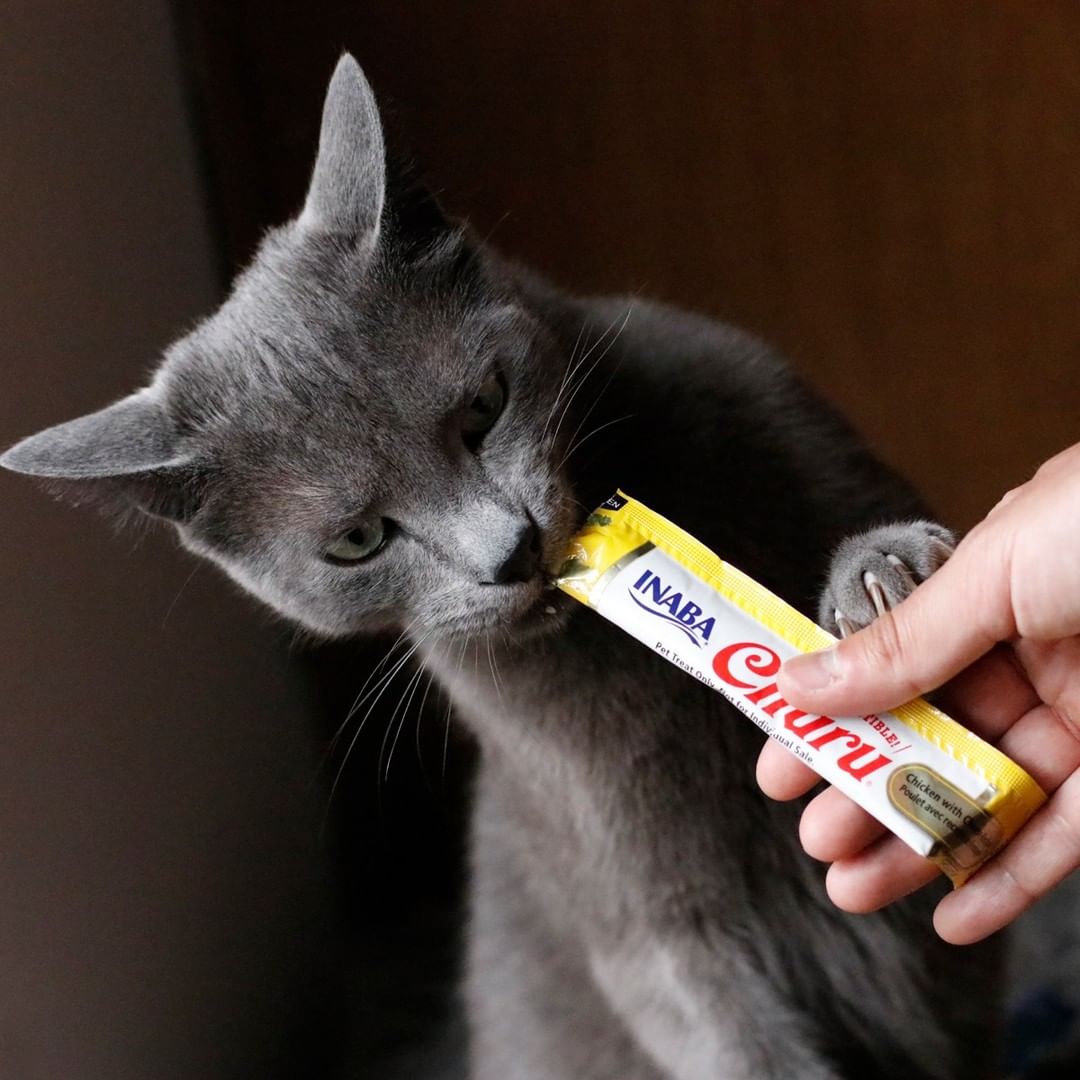 Inaba Churu | Premio cremoso para gatos sabor pollo con ostión — foto oficial INABA Churu