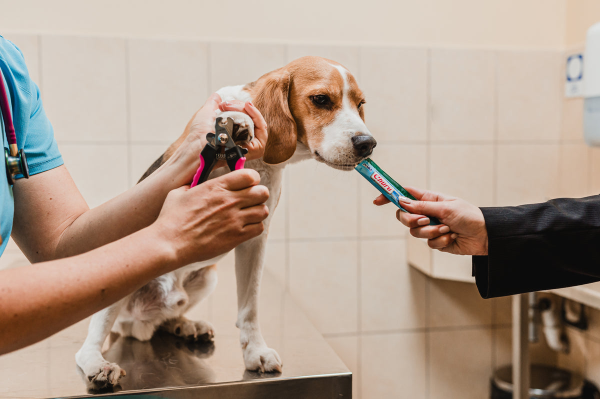 Inaba Churu | Premio cremoso para perros sabor pollo con vegetales — foto oficial INABA Churu