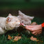 Inaba Churu — foto oficial de la gama para gatos