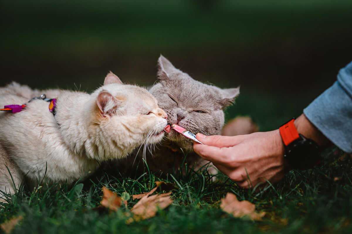 Inaba Churu — foto oficial de la gama para gatos