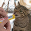 Inaba Churu — foto oficial de la gama para gatos